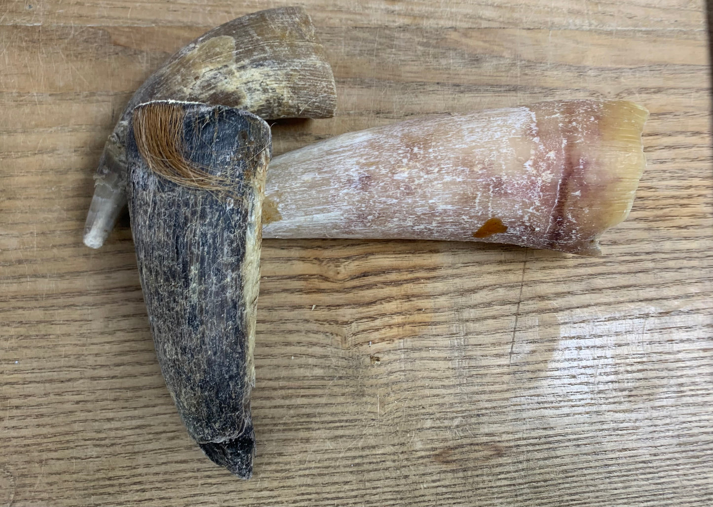 Cow Horn