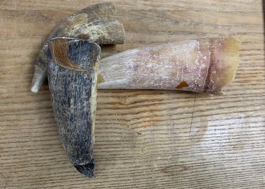 Cow Horn