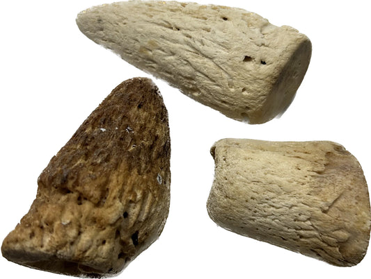 Cow Marrow Horn