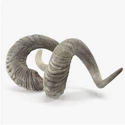 Rams Horn XL