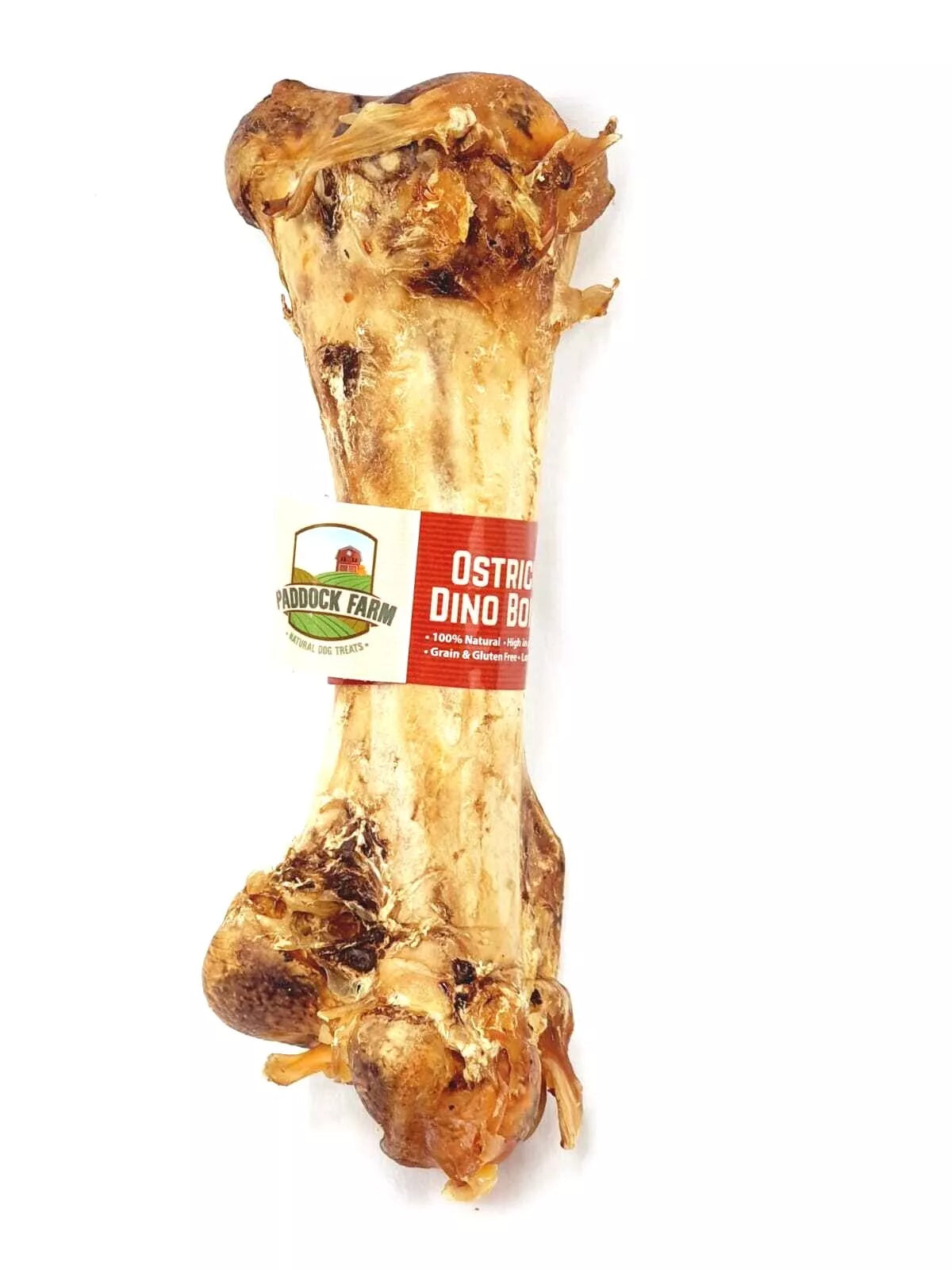 Ostrich Dino Bone