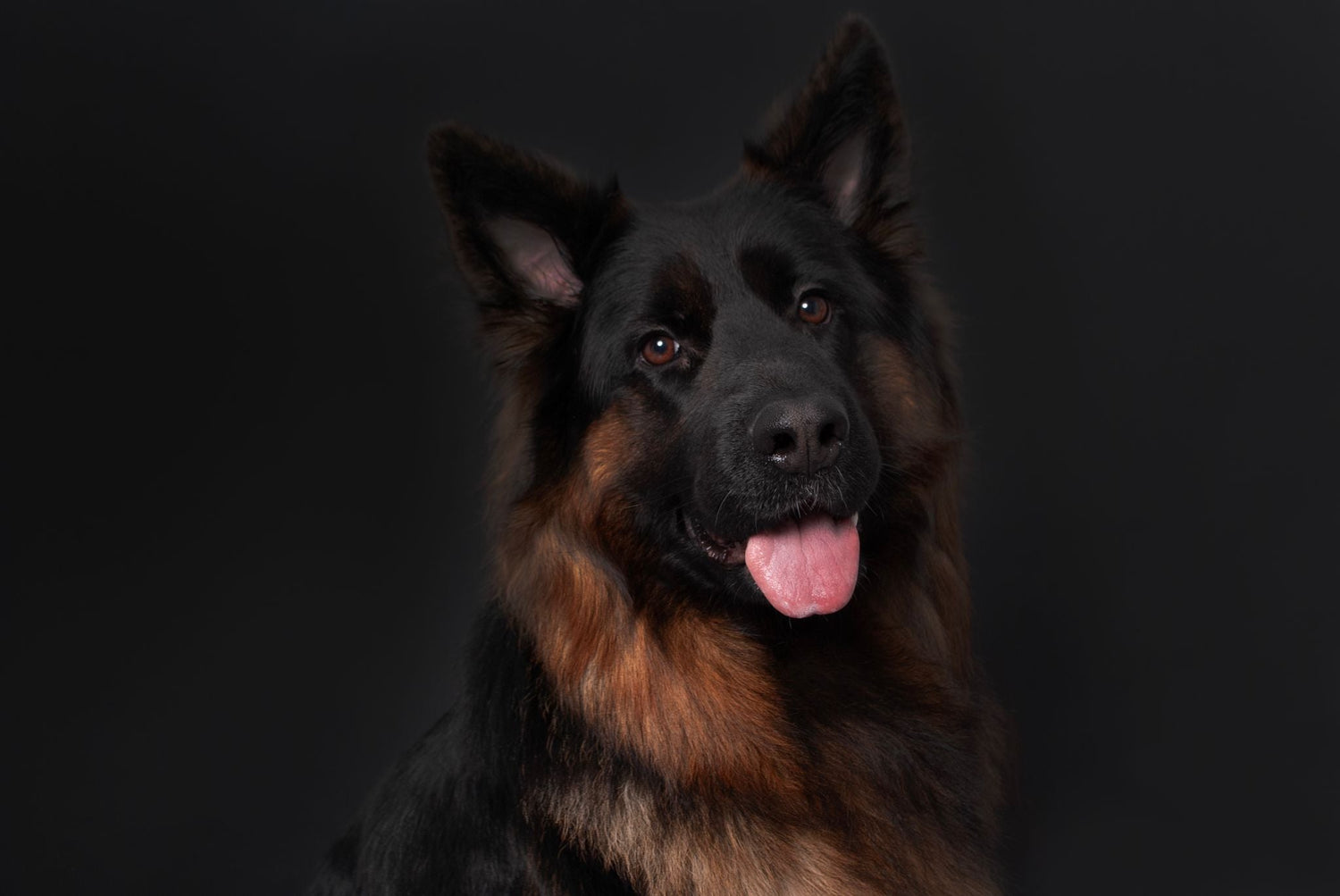 Dogs