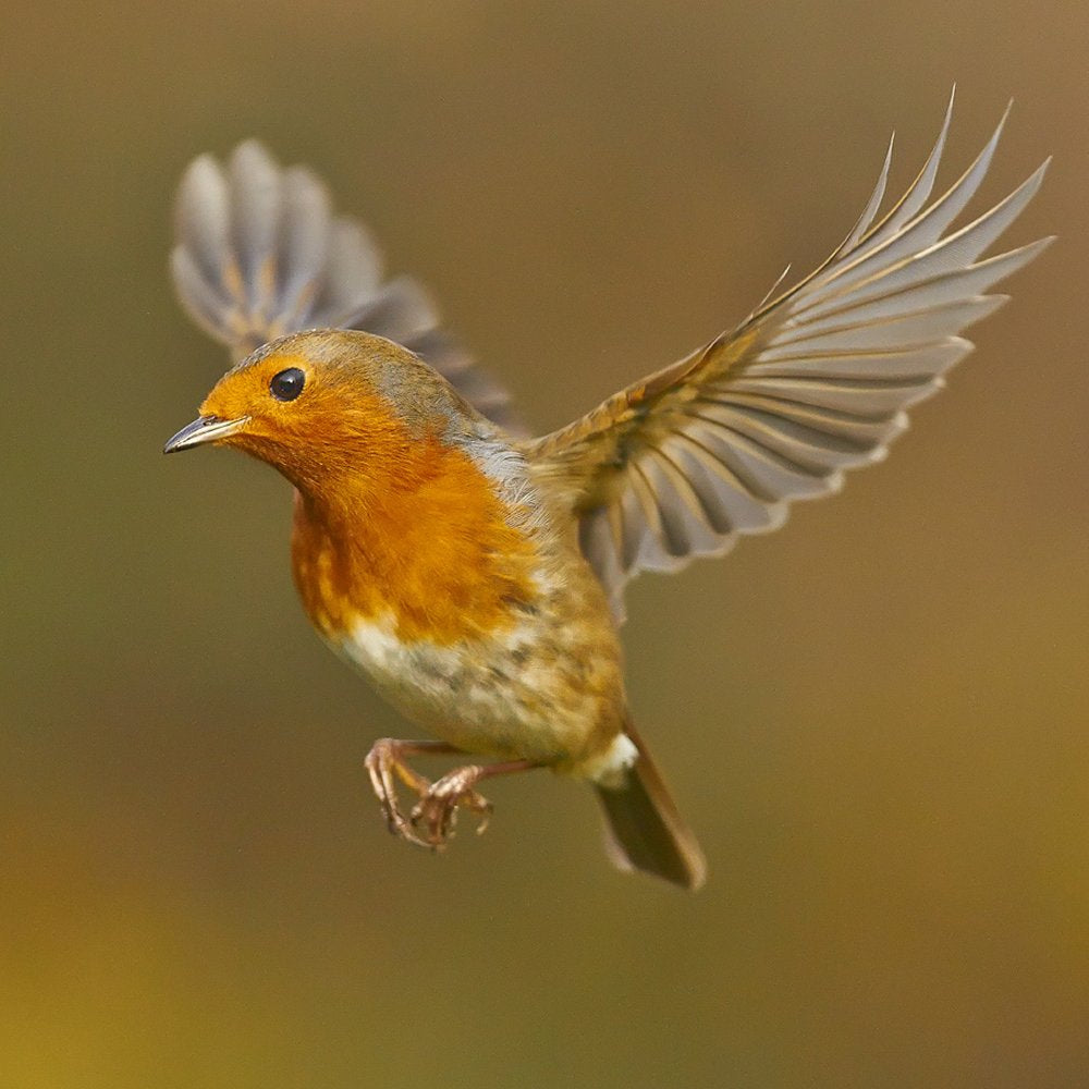 Birds
