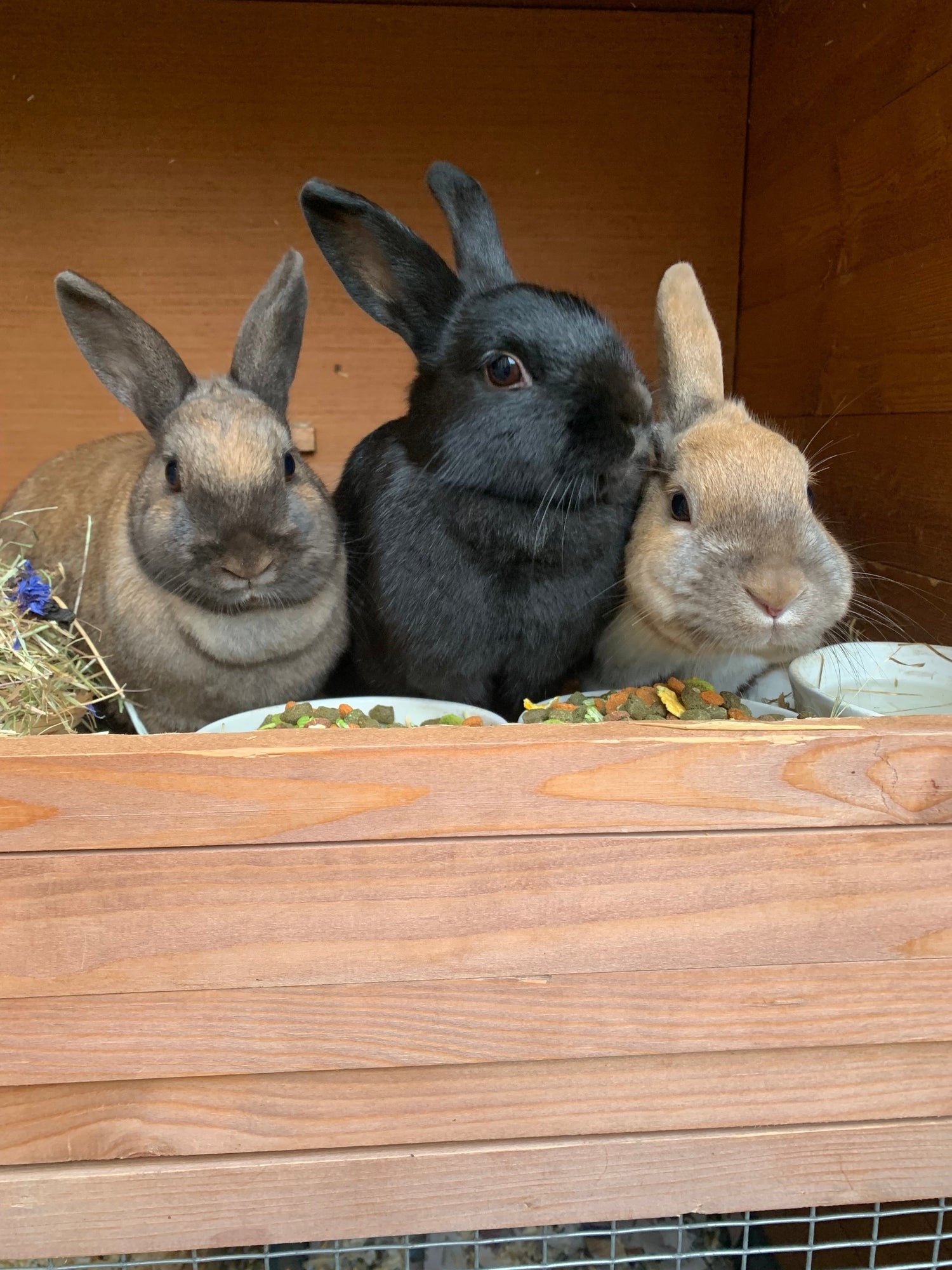 Small Animals