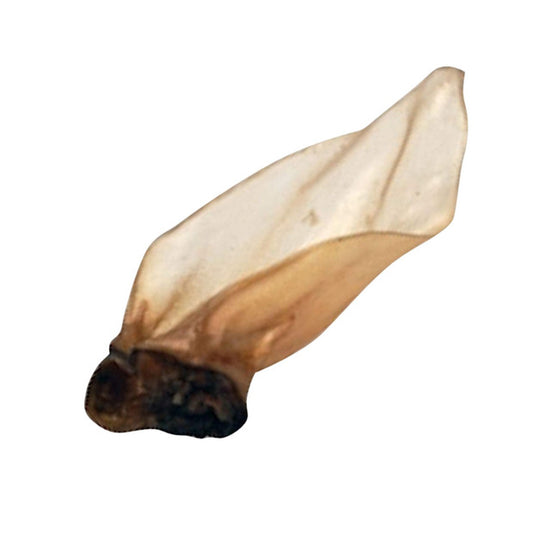 Buffalo Ears Large