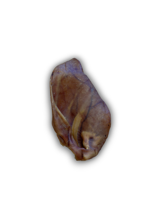 Large Pigs Ear