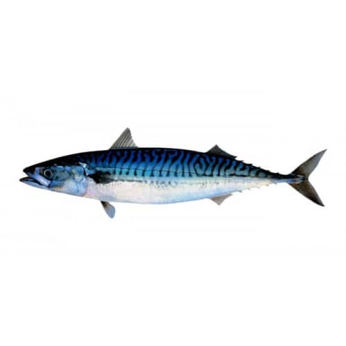 Mackeral