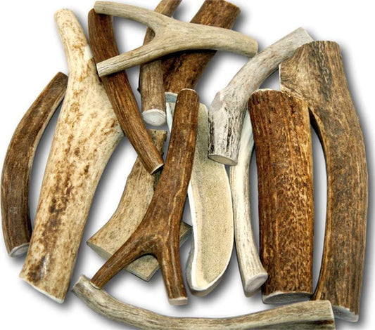 Deer Antler Extra Large x 1